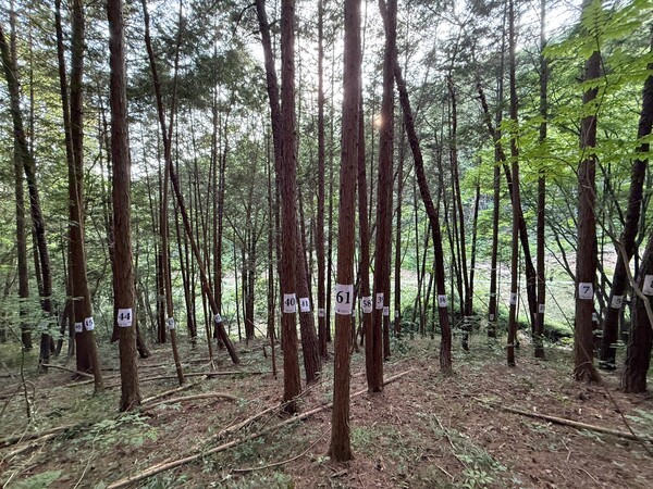 ▲소나무 대상지_라이다 활용 산림 스캔소나무 대상지_라이다 활용 산림 스캔