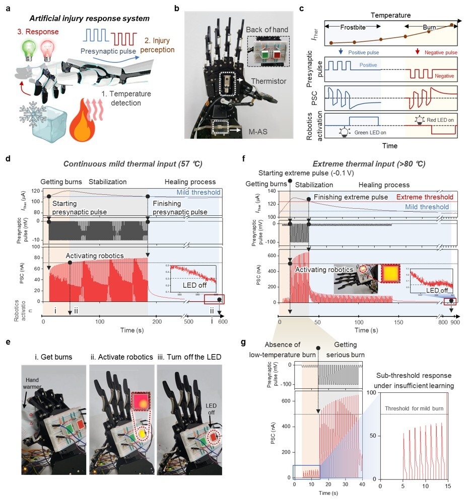 UNIST, 사람보다 에너지 덜 쓰는 고성능 인공 시냅스 개발 < 연구개발 < 로봇 < 기사본문 - 로봇신문