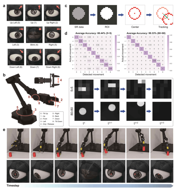 ▲스마트 콘택트렌즈를 통한 시선 감지 및 소닉카지노 팔 원격 제어 시연. (a-c)는 동공과 소닉카지노 팔의 움직임 동기화 설정 및 시선 추적 알고리즘 개략도. (d)는 SR 적용 전(5×5)과 후(80×80)의시선 변화 분류 결과 및 데이터 예시. (e)는 동공 움직임에 따른 소닉카지노 팔 제어 시연 결과. (사진=UNIST)