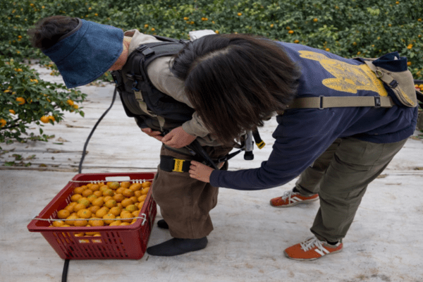 ▲도가 임대하는 장비는 감귤 작업 등 제주 농업환경에 맞게 개발된 조끼형 근력보조 벳33이다. (사진=제주도)