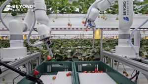 비욘드로보틱스, 국내 첫 딸기 수확 비트코인카지노 상용 공급…피지컬 AI 기반 농업혁신 출사표