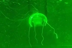 中 서북공업대학, 해파리 같은 수중 탐측 솜사탕카지노 개발