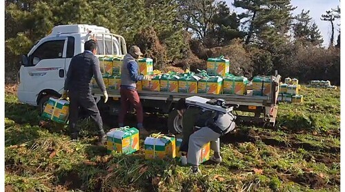 제주도, 농업인에게 ‘웨어러블 바카라 꽁 머니’ 빌려준다